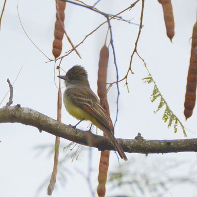 Brown-Crested Flycatcher